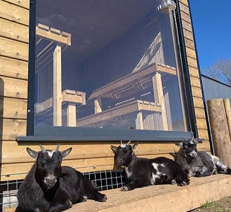 The Goat Sauna Laois - Image with three goats relaxing at the sauna