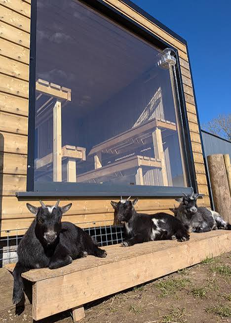 The Goat Sauna Laois - Image with three goats relaxing at the sauna